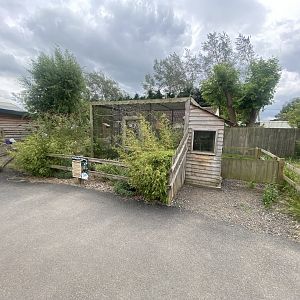 Northern tree shrew exhibit 040824