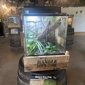 White’s tree frog exhibit 040824