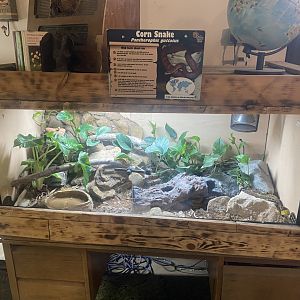 Corn snake exhibit 040824