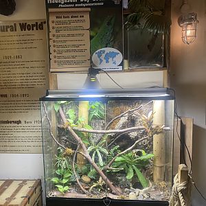 Madagascar day gecko exhibit 040824