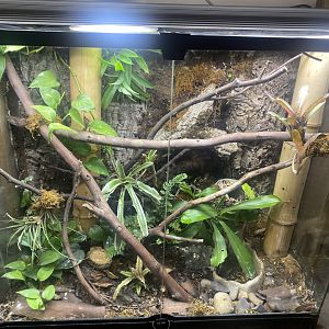 Madagascar day gecko exhibit 040824