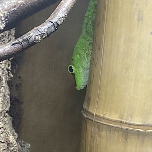 Madagascar day gecko 040824