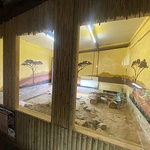 Leopard tortoise exhibit 040824