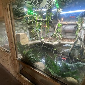 Spectacled caiman exhibit 040824