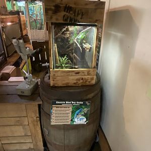 Williams electric blue gecko exhibit 040824