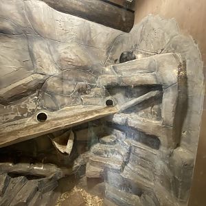 Chinchilla exhibit 040824