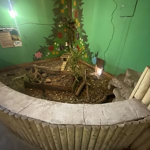 Southern three-banded armadillo exhibit 040824