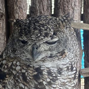 African spotted eagle-owl 040824