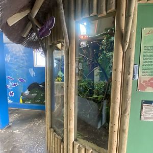 Cuban tree boa exhibit 040824