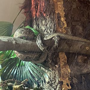 Cuban tree boa 040824