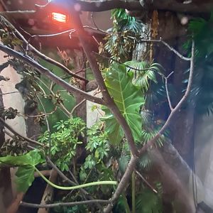 Cuban tree boa exhibit 040824