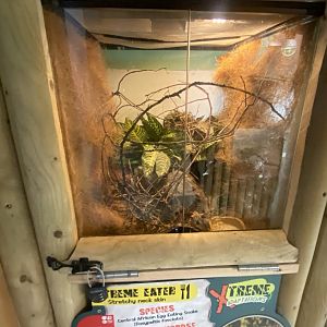 Central African egg-eating snake exhibit 040824