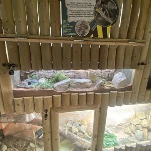 Western hognose snake exhibit 040824
