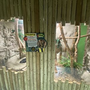 Boa constrictor exhibit 040824