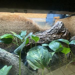 Vietnamese mossy frog exhibit 040824