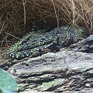 Vietnamese mossy frog 040824