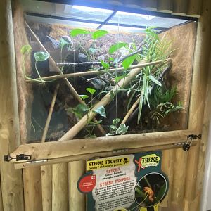 Golden mantella exhibit 040824