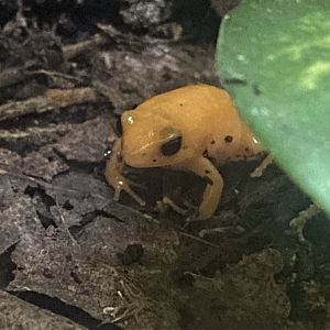 Golden mantella 040824