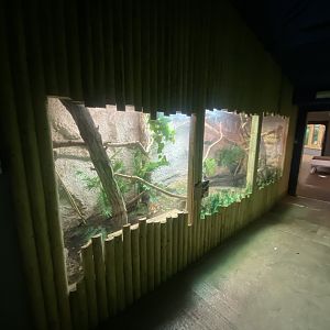 Sailfin lizard exhibit 040824