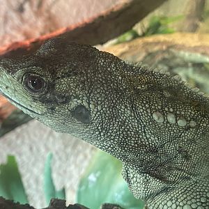 Sailfin lizard 040824