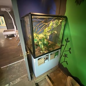 Sun beetle exhibit 040824