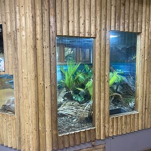 Argentine black-and-white tegu exhibit 040824