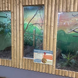 Panther chameleon exhibit 040824