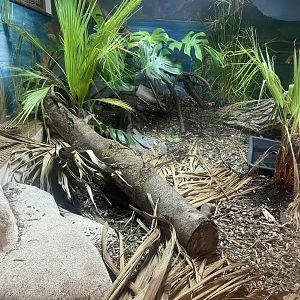 Argentine black-and-white tegu exhibit 040824
