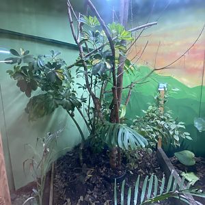 Panther chameleon exhibit 040824