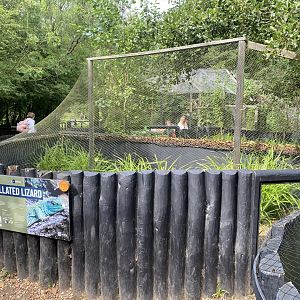Ocellated lizard outdoors exhibit 030924