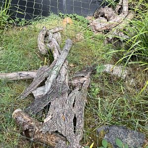 Ocellated lizard outdoors exhibit 030924