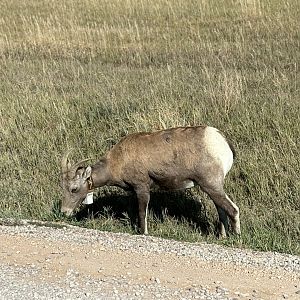 Big Horn Sheep @ Badlands National Park