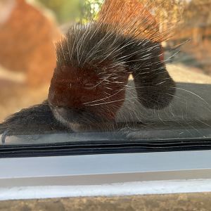 North American Porcupine