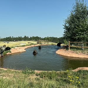 Black Bears Enjoying Pool