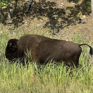 Lone Bison @ Custer State Park