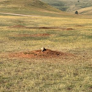 Prairie Dog @ Custer State Park
