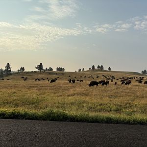 Bison Herd @ Custer State Park