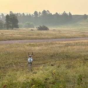 Pronghorn @ Custer State Park