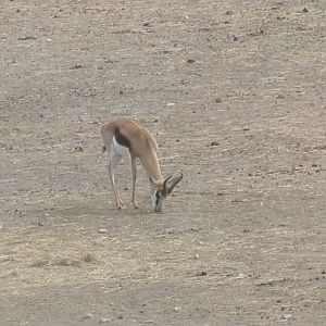 Springbok
