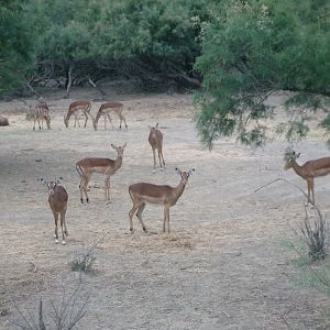 Common impala