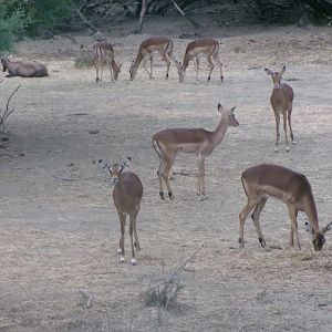 Common impala