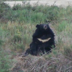 Asiatic black bear