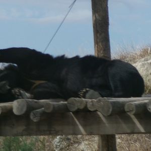 Asiatic black bear