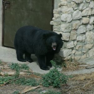 Asiatic black bear
