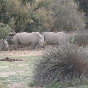 Southern white rhinos