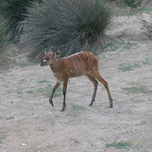 Western sitatunga
