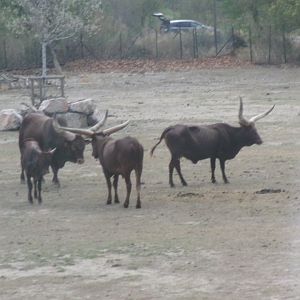 Watussi cattle