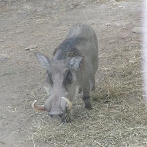 Common warthog