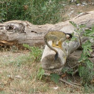Back-capped squirrel monkey