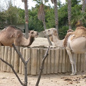 Dromedary camels